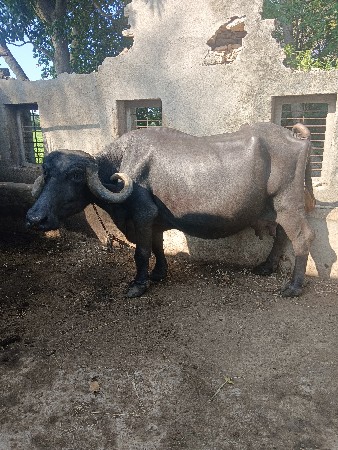 ભેંસ વેચવાની છે