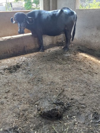 પેલું વેતર