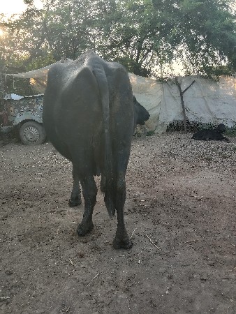ભેંશ વેચવાની છે
