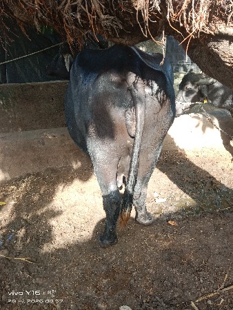 ભેસ