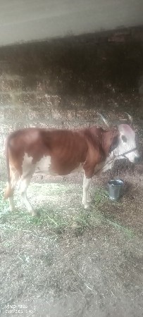 એચફ ગાય વેચવાની છે