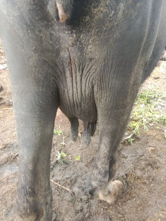 ભેંસ વેચવાની છે