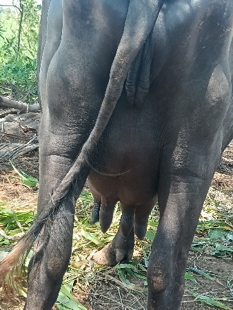 ભેસ ૩ વેટર બધી જાવદરી થી દેવાની