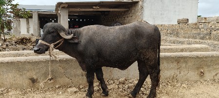 khadheli