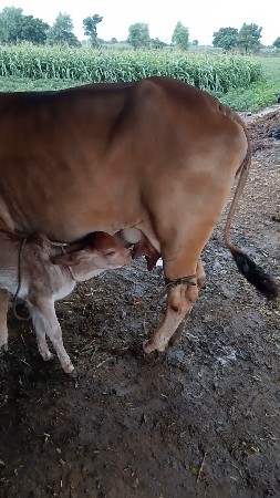 દેશી ગાય