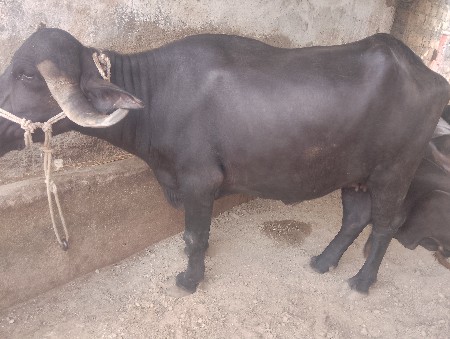 ખળેલી વેચવાની છે