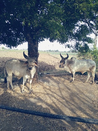 ગોઢલા વેસાવ છે