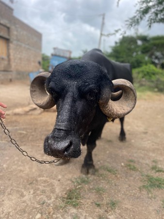 નવમો મહિનો ચાલે છે