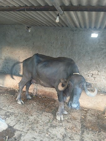 ભેંશ વેશ વાની છે