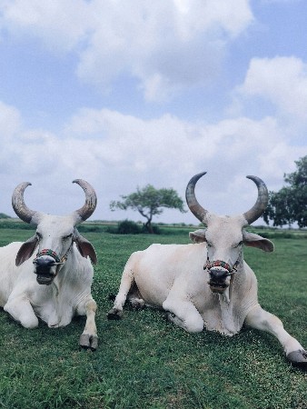 ગોઢલા વેશવા ના છે બઘીજવા બદારીથીદેવ