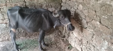 પાડી  વેચવાની છે.