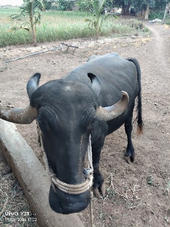 2વેતર