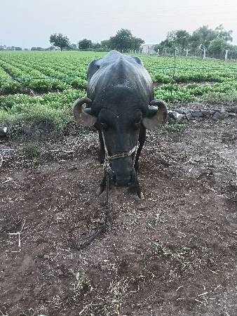ભેંસ વેચવાની છે