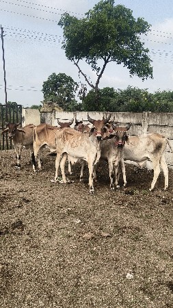 વાછડા વેચવાના છે