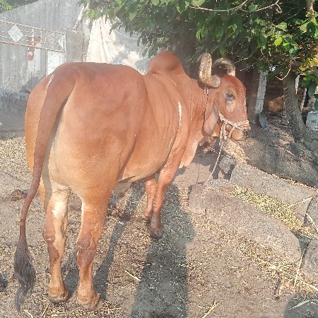 બળદ