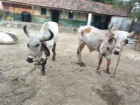 બીજી ધારના બાળક છે અને સાવ સોજા છે