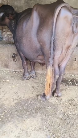 ભેંસ વેચવાની છે