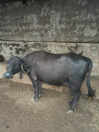 bhesh veshavani se (9712599022)