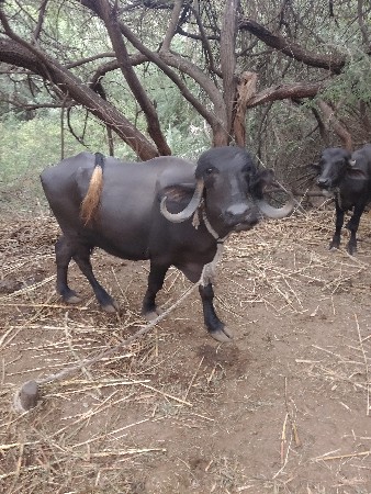 જામખંભાળિયા
