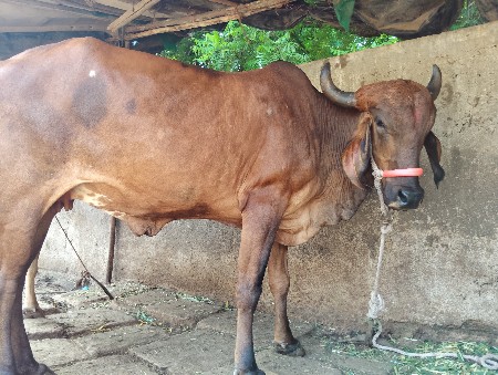 પેલુવેતરહોળકી