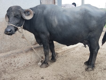 ભેંશ
