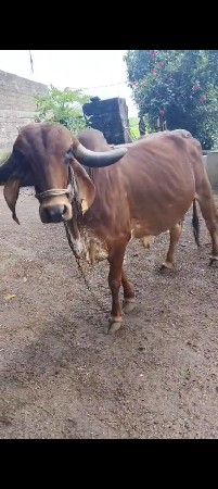 ગાય વેશવાનીછે