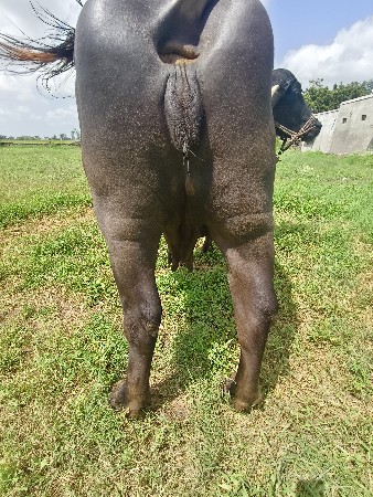 ભેંસ વેચવાની છે.3.જુવેતર