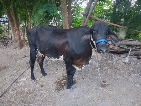 1લુ વેતર