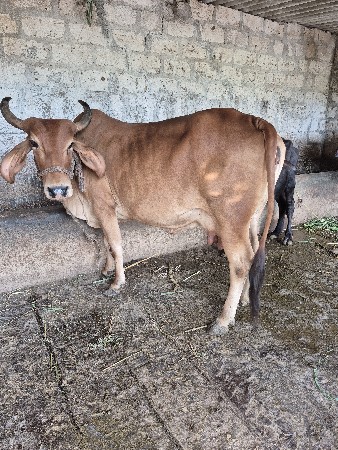 ગાય વેચવાની છે