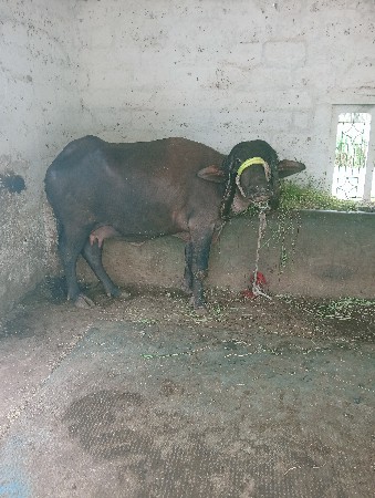 ખડેલી વેચવાની છે