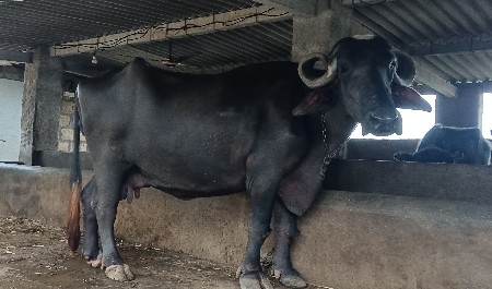 ભેસ વેસવાની છે