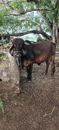 ગિર ઓડકી વેચવાની છે