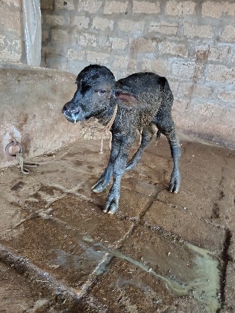 પાડો દેવાનો છે