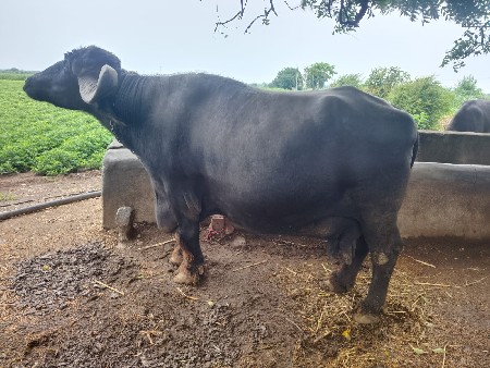 ભેંસ વેચવાની છે