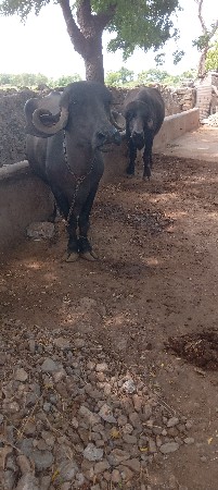 ભેચ વેચવાની ચે