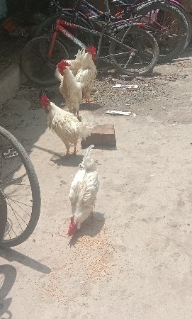 Murgha Vecvana che