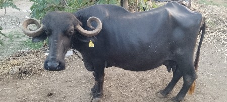 ભેંસ વેચવાની છે