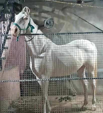 વેચવાની છે
