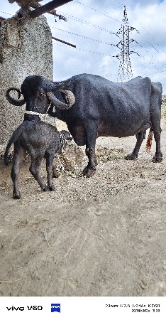 ભેંસ વેસવાની છે