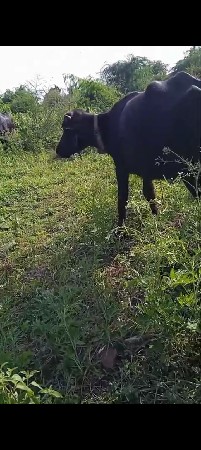 પાડી બની