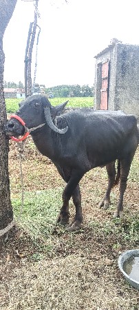 લેવી હોય એ જ ફોન કરે