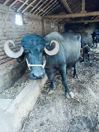 ભેંસ