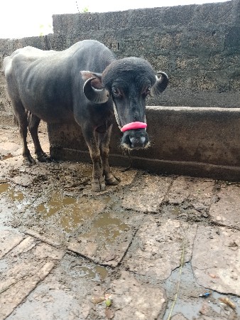 ખડેલીવેસવાનીસે