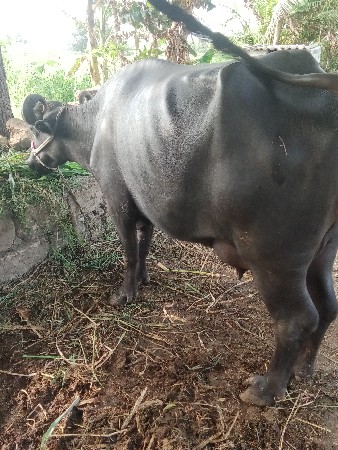 આ ભેંસ વેચવાની છે