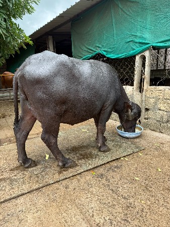 ખડેલી વેચવાની સે જાફરી