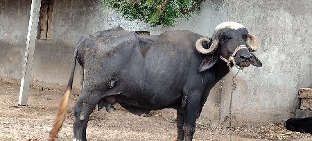 ભેંસ વેચવાની છે