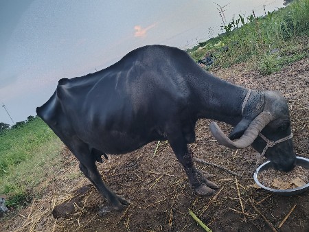 4 વેતર સે