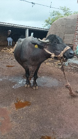 ભેસ વેચવાની છે