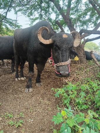 ભેંસ વેચવાની છે ત્રીજું વેતર હે