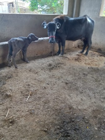પેલું વેતર